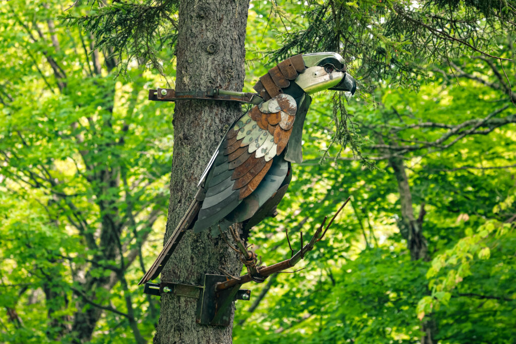 Buse à queue rousse